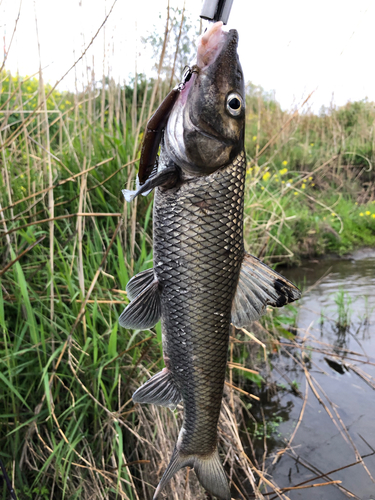 ニゴイの釣果