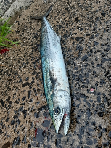 サゴシの釣果