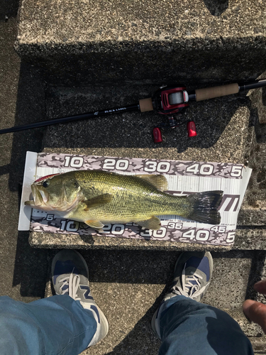 ブラックバスの釣果