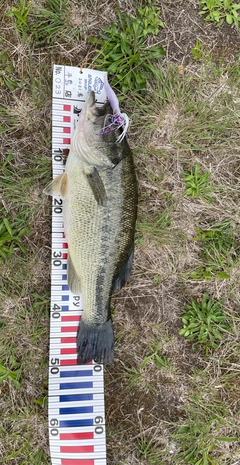 ブラックバスの釣果