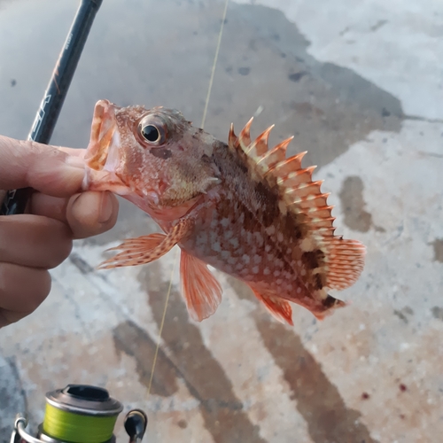 カサゴの釣果