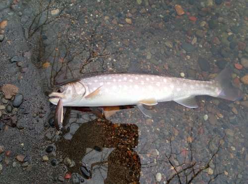 アメマスの釣果