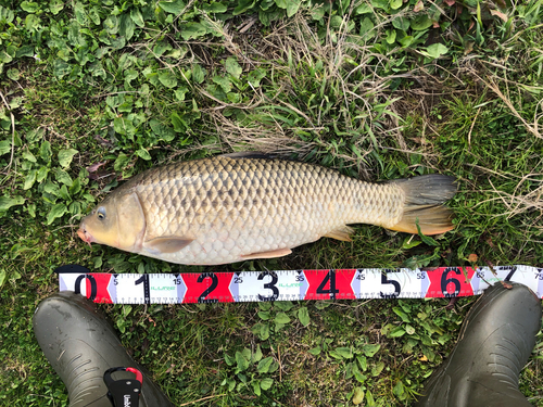 コイの釣果