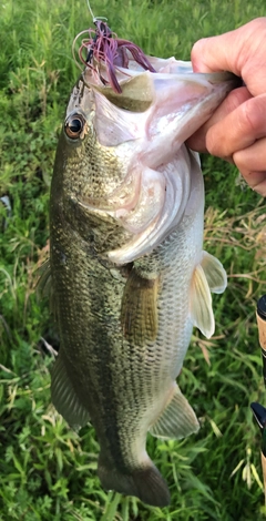 ブラックバスの釣果