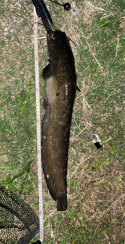 ナマズの釣果