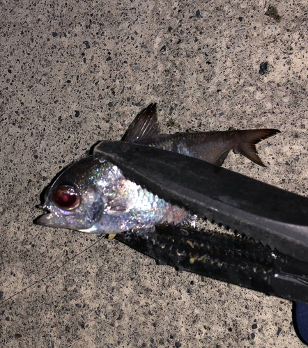 ミナミハタンポの釣果