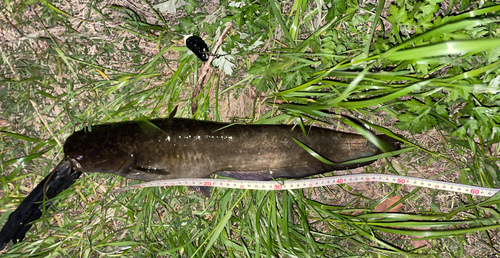 ナマズの釣果