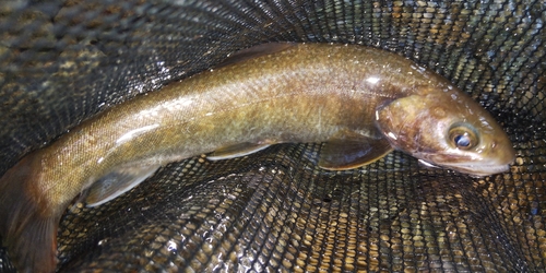 ニッコウイワナの釣果