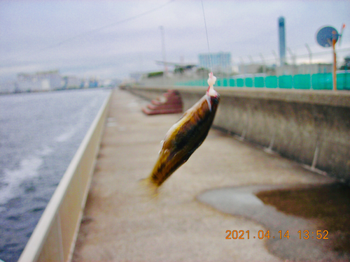 アカオビシマハゼの釣果