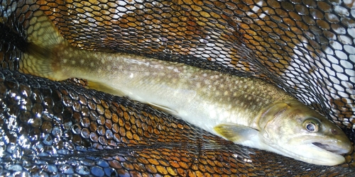 ニッコウイワナの釣果