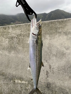 サゴシの釣果