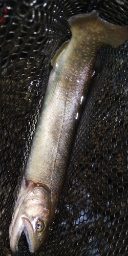 ニッコウイワナの釣果