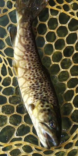 ブラウントラウトの釣果