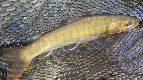 ニッコウイワナの釣果