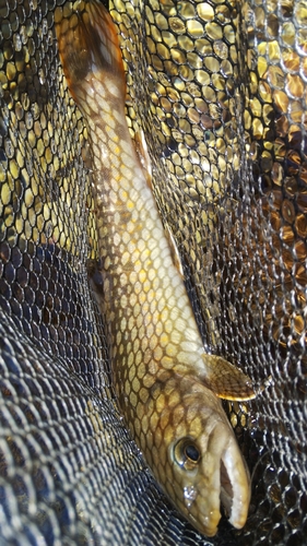 ニッコウイワナの釣果