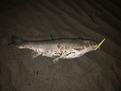 ウグイの釣果