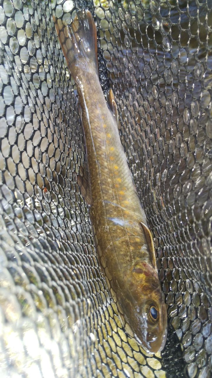 ニッコウイワナ