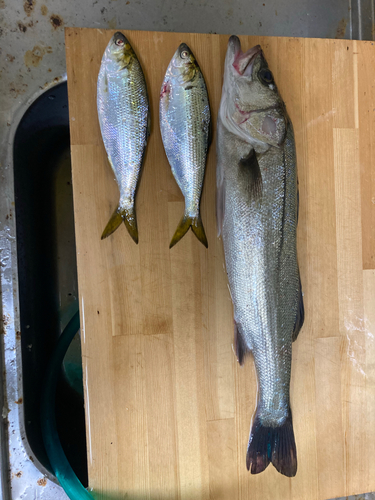 シーバスの釣果