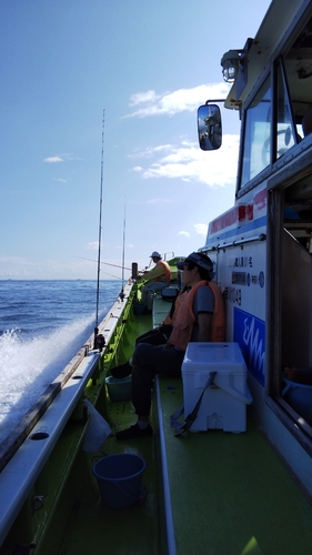 シロギスの釣果