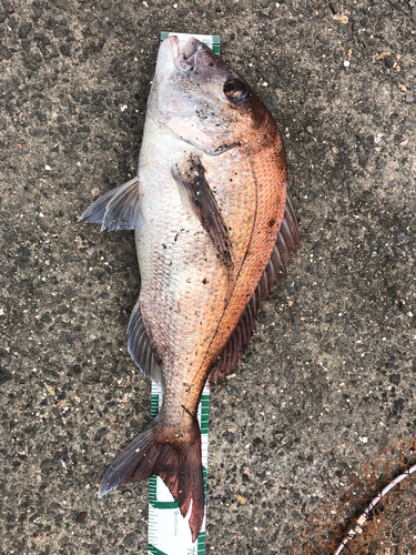 マダイの釣果