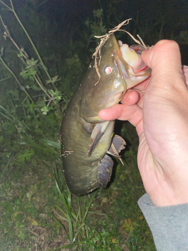 ナマズの釣果