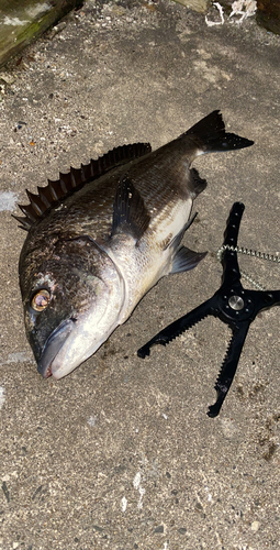 クロダイの釣果