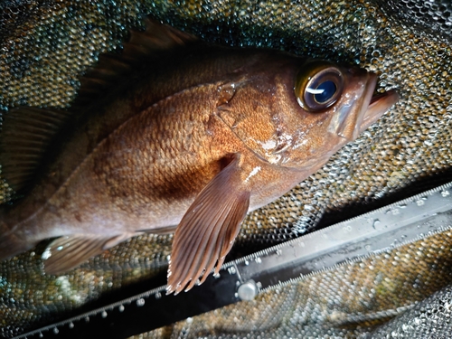 メバルの釣果