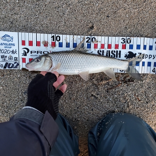 ニゴイの釣果