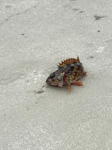 カサゴの釣果