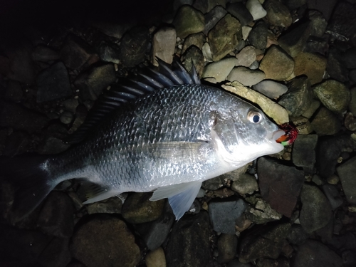 キビレの釣果