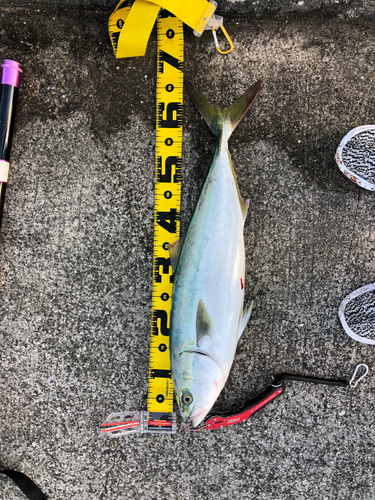 ハマチの釣果