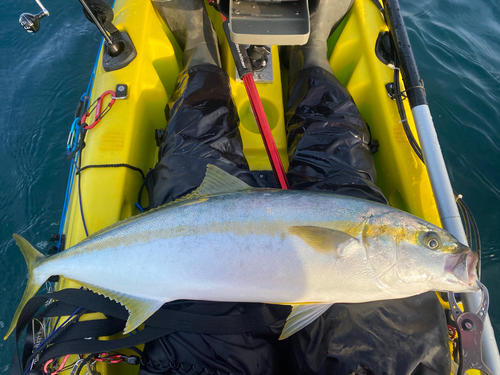 ヒラマサの釣果