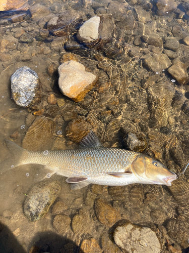 コイの釣果