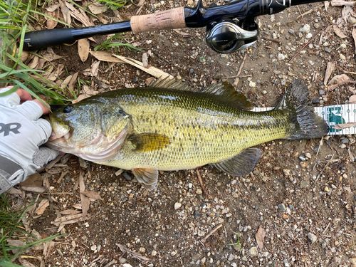 ラージマウスバスの釣果
