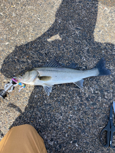 スズキの釣果