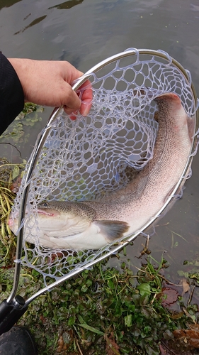 イトウの釣果