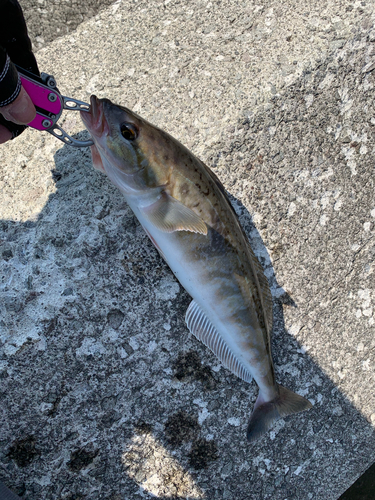 ホッケの釣果