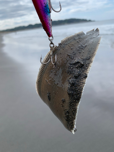 シタビラメの釣果