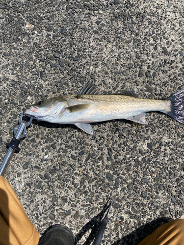 スズキの釣果