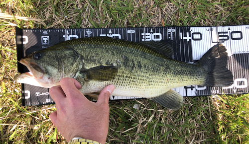 ブラックバスの釣果