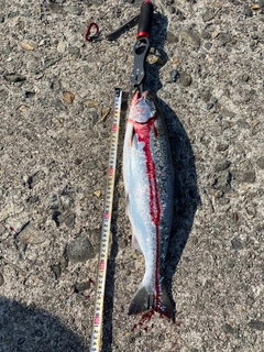 サクラマスの釣果