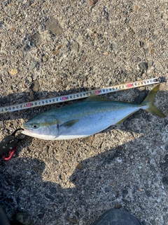 イナダの釣果