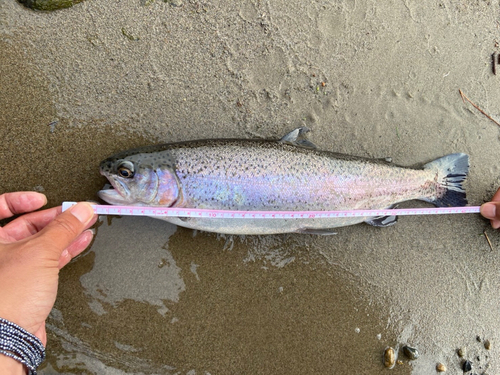 ニジマスの釣果