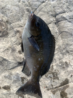 メジナの釣果