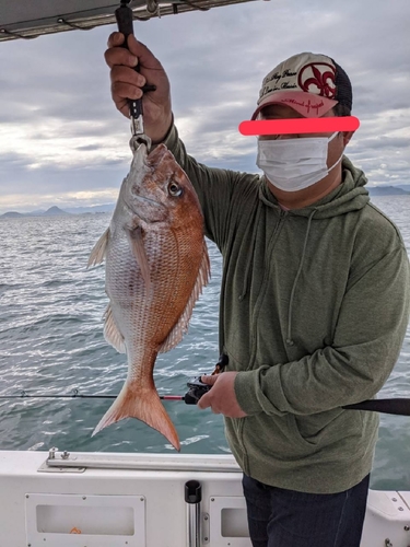 マダイの釣果