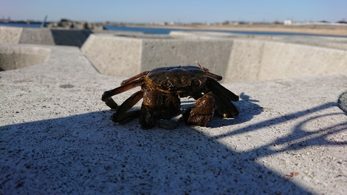 釣果