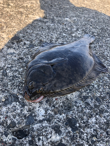 クロガシラガレイの釣果