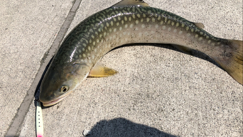 アメマスの釣果