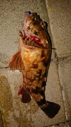 アラカブの釣果