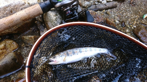 アマゴの釣果